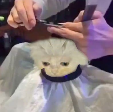 cat with no hair