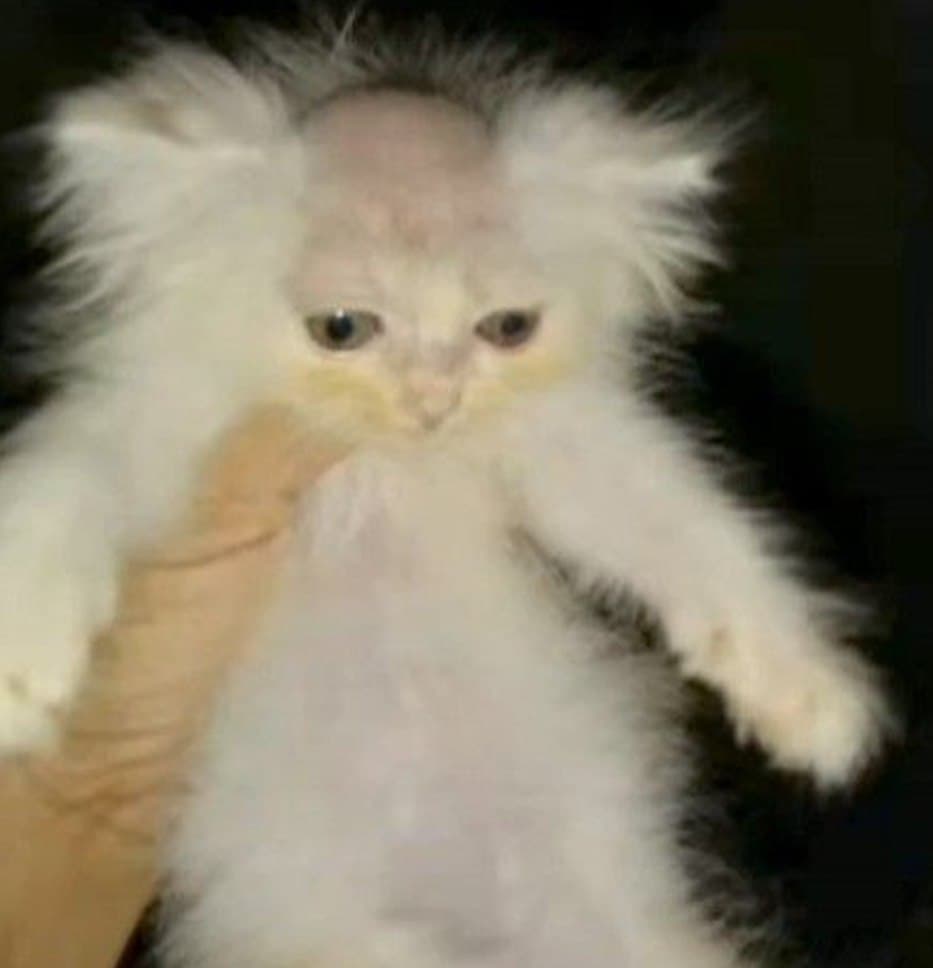 cat with no hair